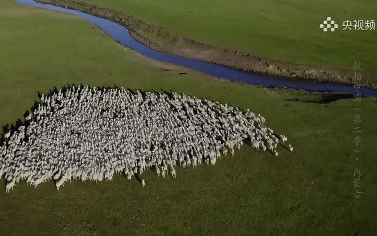 [图]【航拍中国】蓝色苍穹下，那朵巨大的“白云”生动的诠释了什么叫羊群效应