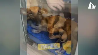 一只怀孕的狗以为她所有的小狗都不见了，然后命运带来了奇迹