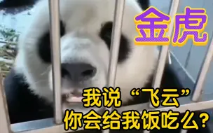 Video herunterladen: 奶妈教金虎说飞云的名字，金虎就乖乖说飞云！