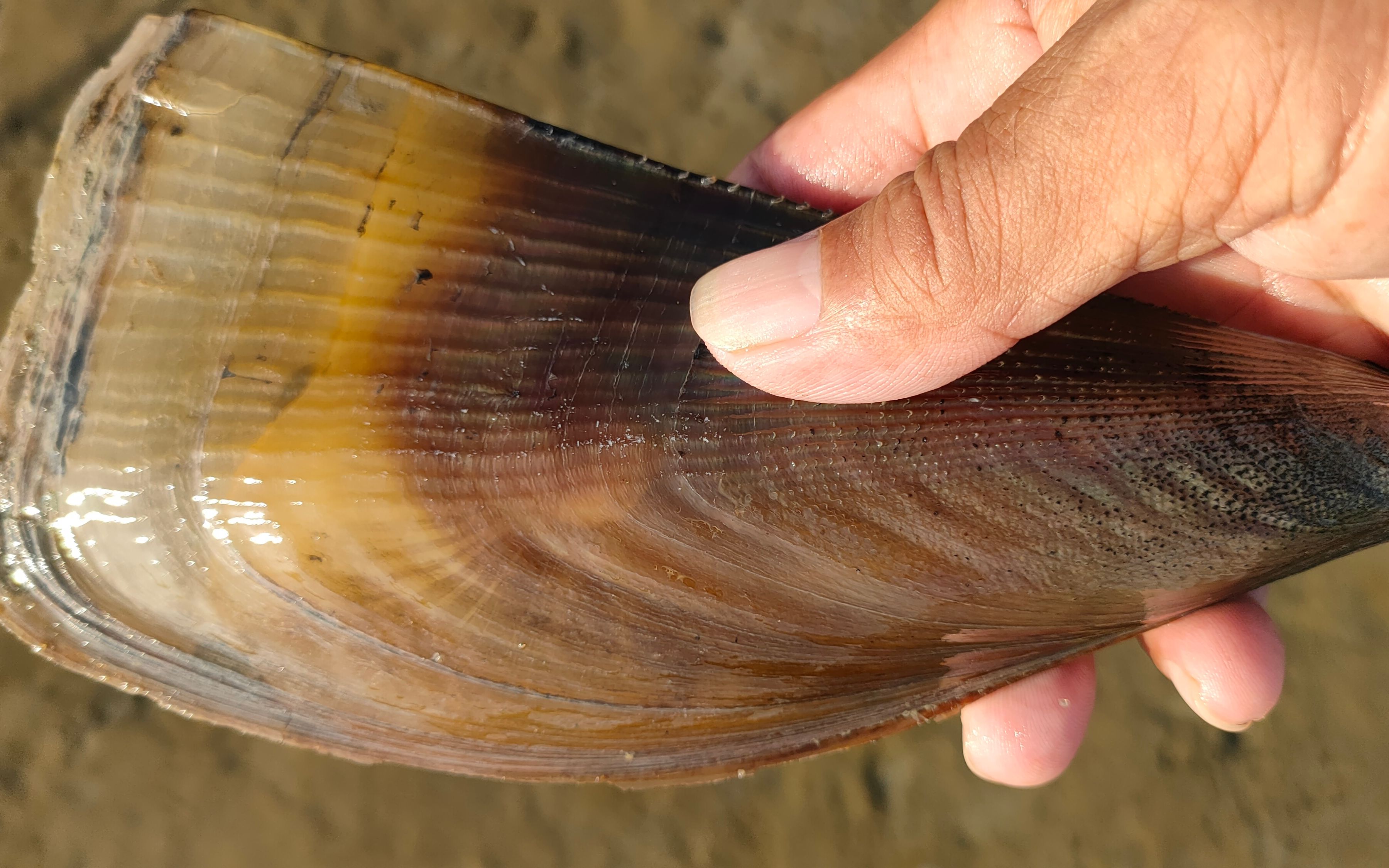 十月潮水大干潮,深水区海螺特别肥大,密密麻麻螺眼遍地开