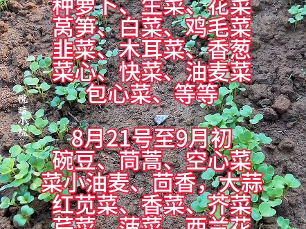 八月中下旬适合种的那些蔬菜哔哩哔哩bilibili