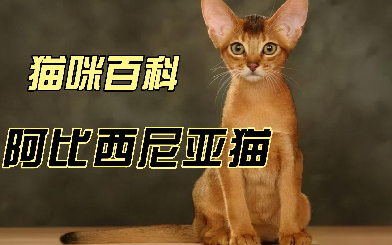 猫咪百科阿比西尼亚猫哔哩哔哩bilibili