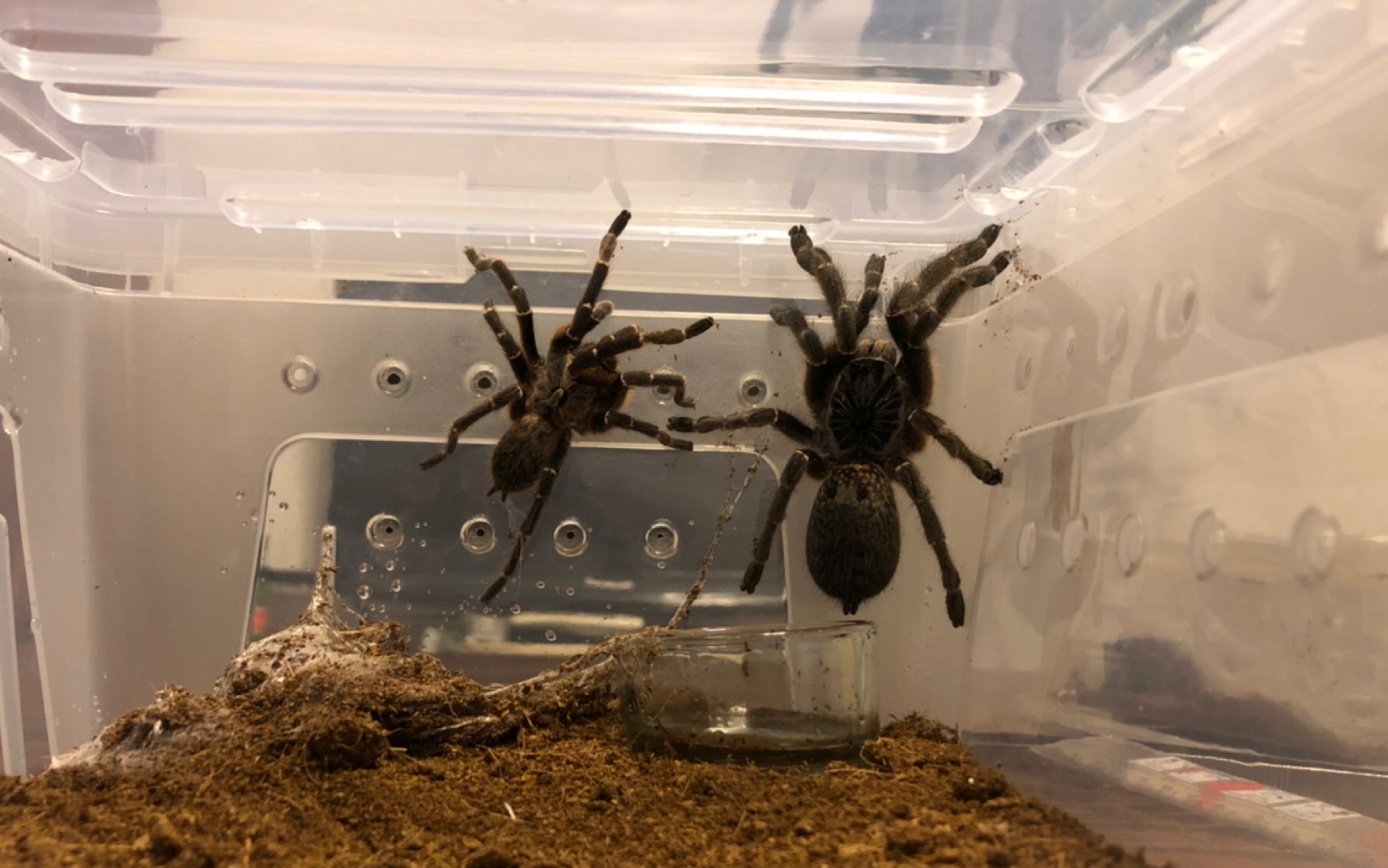 斜角巴布求偶,母主动_哔哩哔哩_bilibili