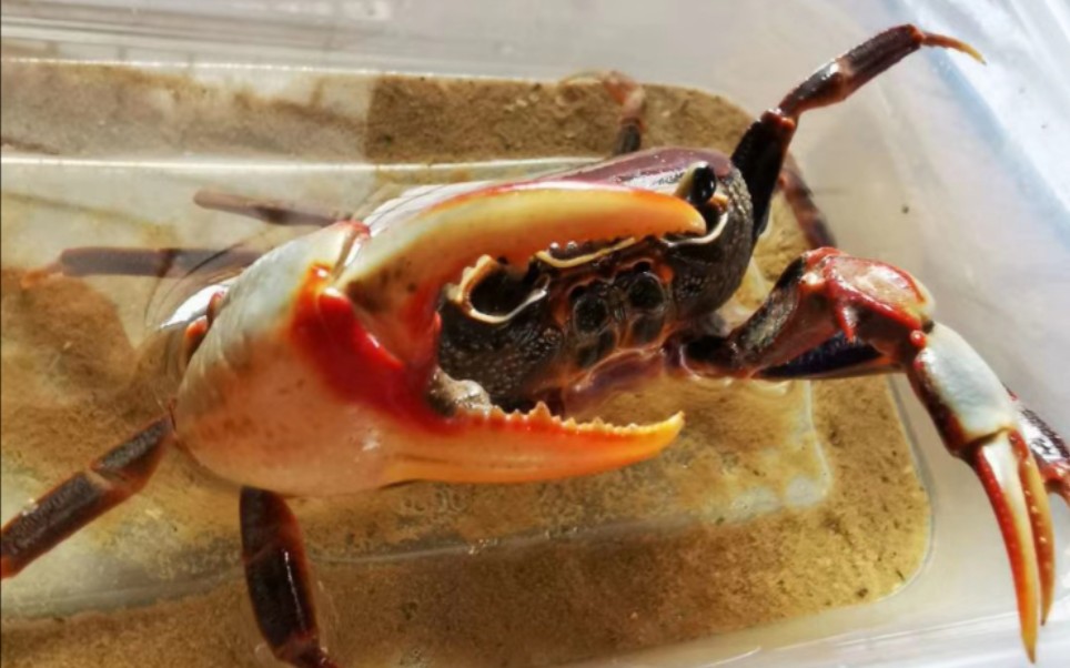 南海溪蟹大战独臂隆背张口蟹