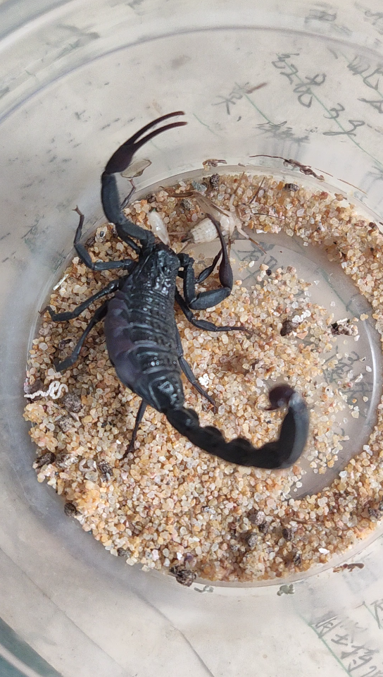 摩洛哥绒毛黑鳄背蝎1