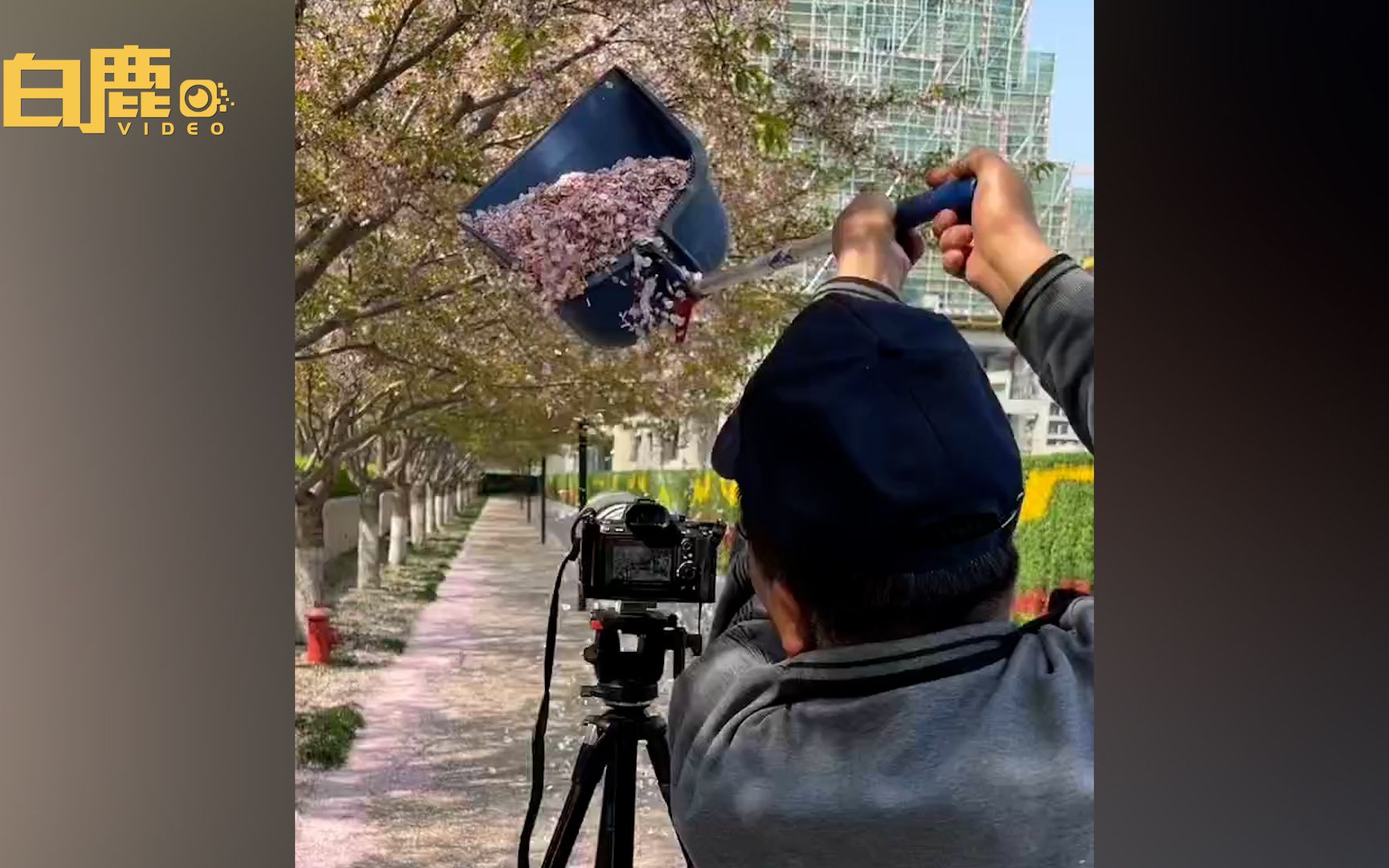 [图]见路人收集花瓣费力，环卫大爷用簸箕帮摄影师撒花瓣雨 网友:浪漫至死不渝