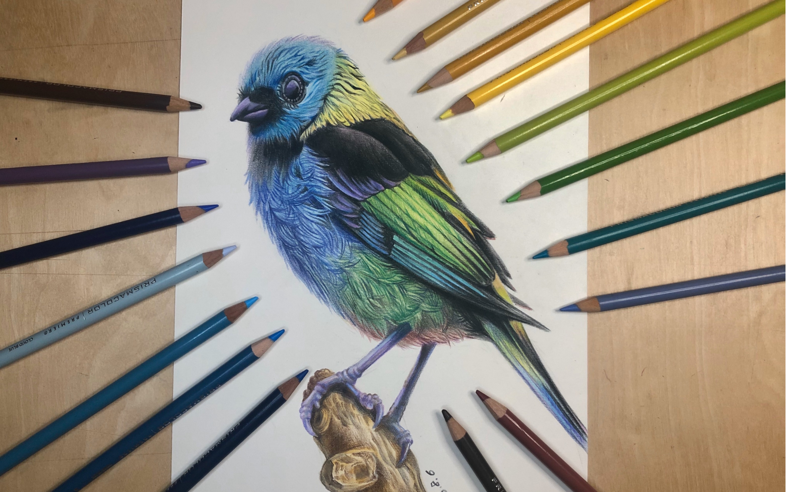 【彩铅】色粉手绘教程插画小鸟三色橘,好漂亮的小鸟呀?