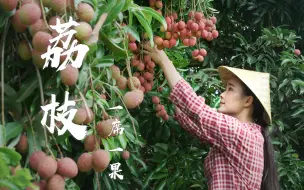 一席一果（二）——荔枝，用荔枝做一桌清爽荔枝宴，这个新鲜的味觉体验，既解暑又满足！【滇西小哥】