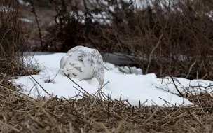 下载视频: 雪 鸮 食 雪