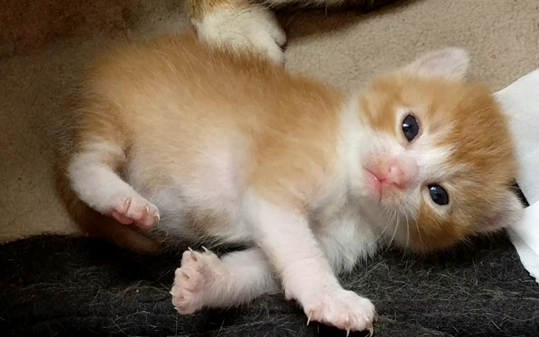 小猫崽打瞌睡合集 萌态让你心融化