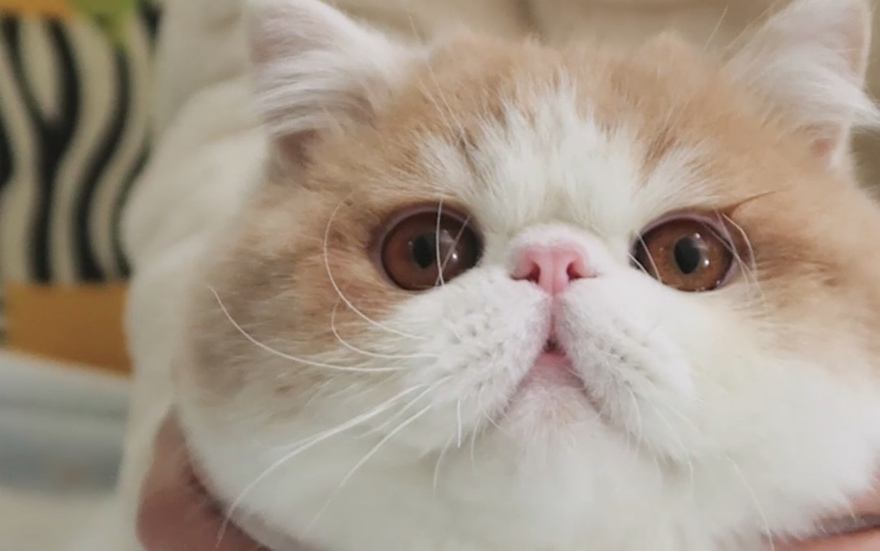 一只拿生命开玩笑的猫……_哔哩哔哩 (゜-゜)つロ 干杯~-bilibili