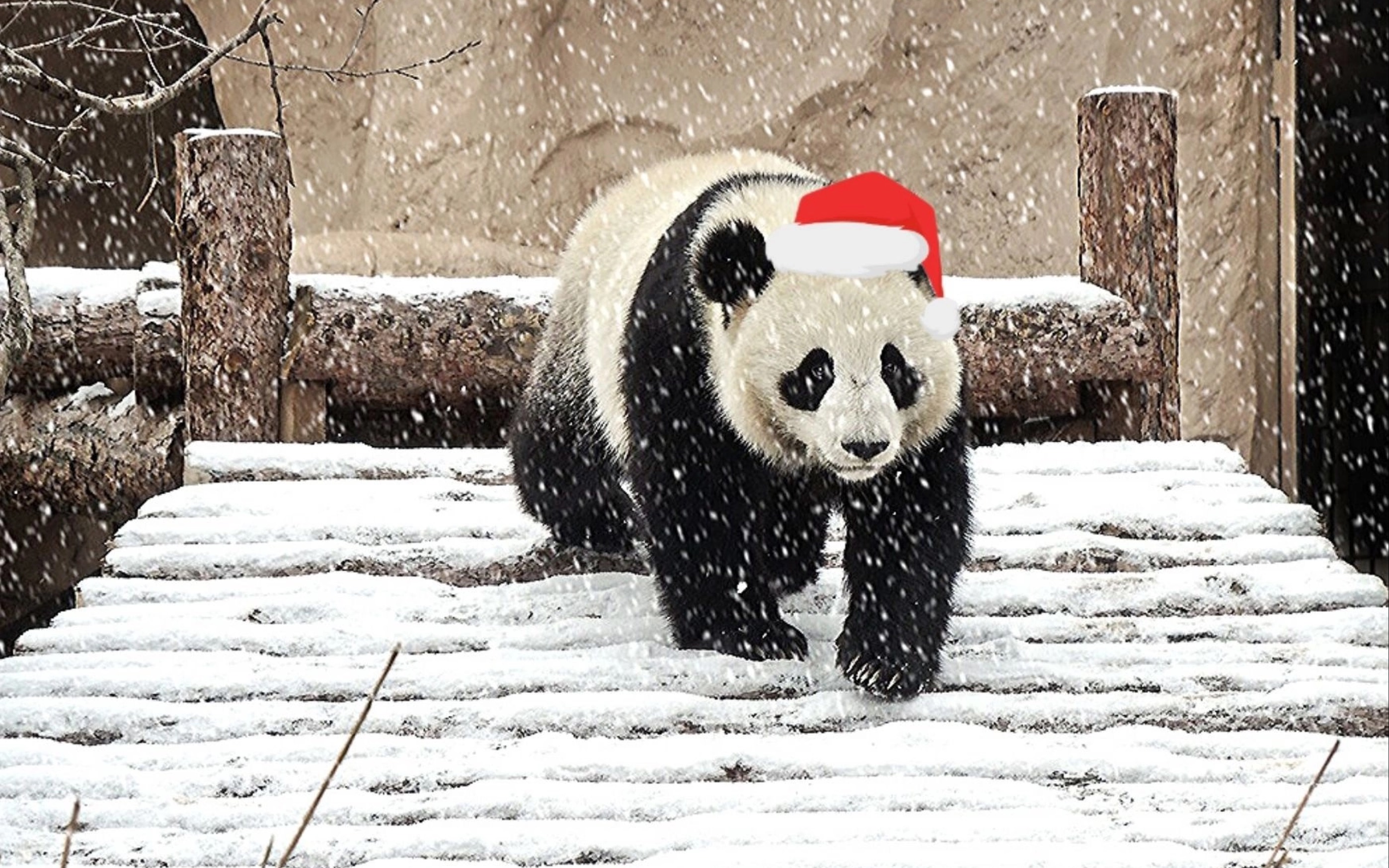 【旅俄大熊猫】童话故事里的丁丁