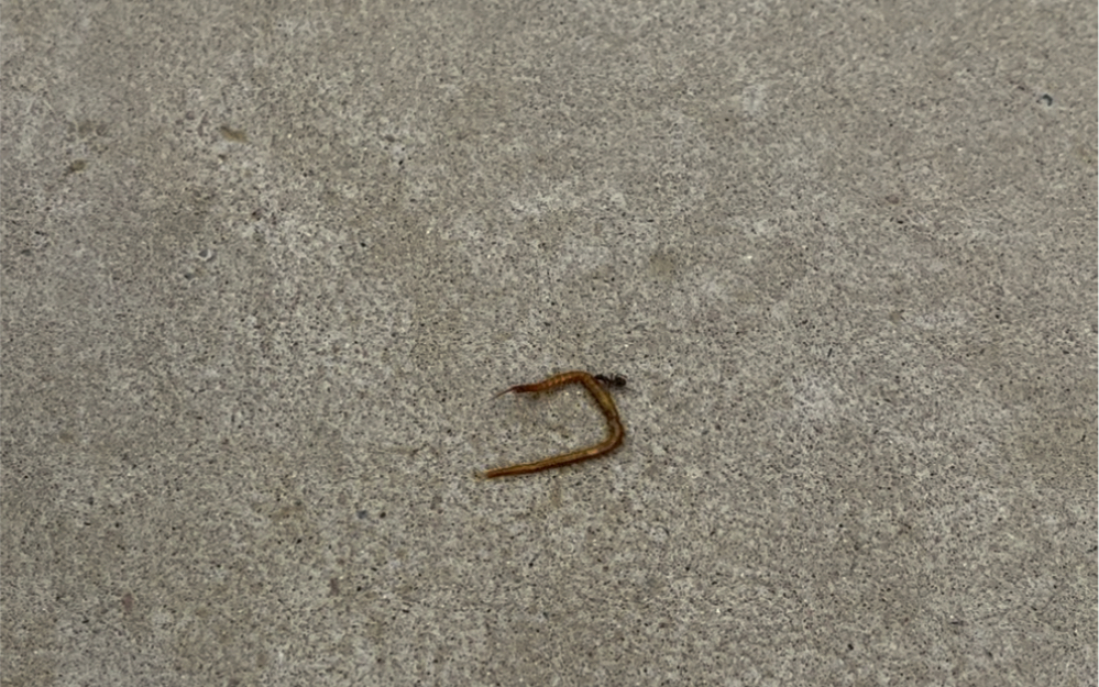 蚂蚁大战蜈蚣精