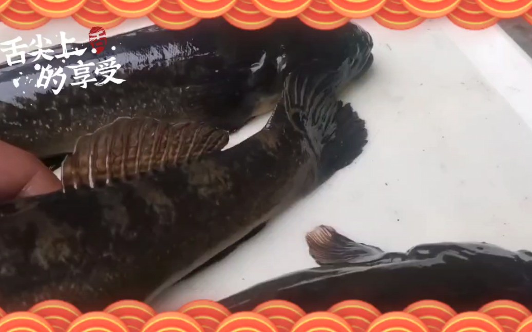 每天有1～4,5两,100斤以上的本港鲟虎鱼