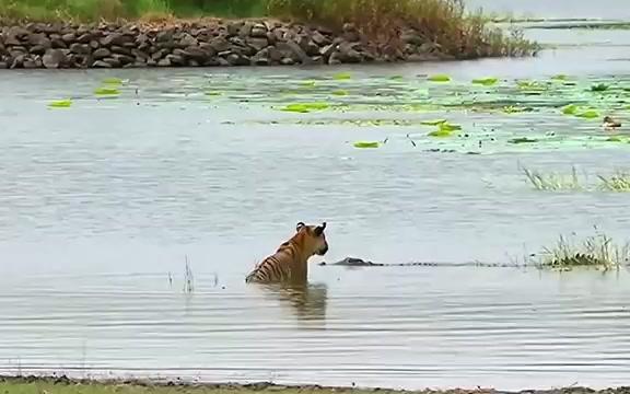 老虎vs鳄鱼的全部相关视频_bilibili