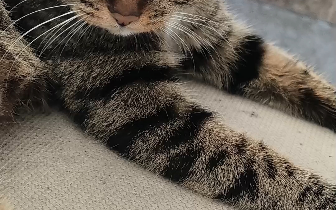 白手套白靴子,白围脖.好看!