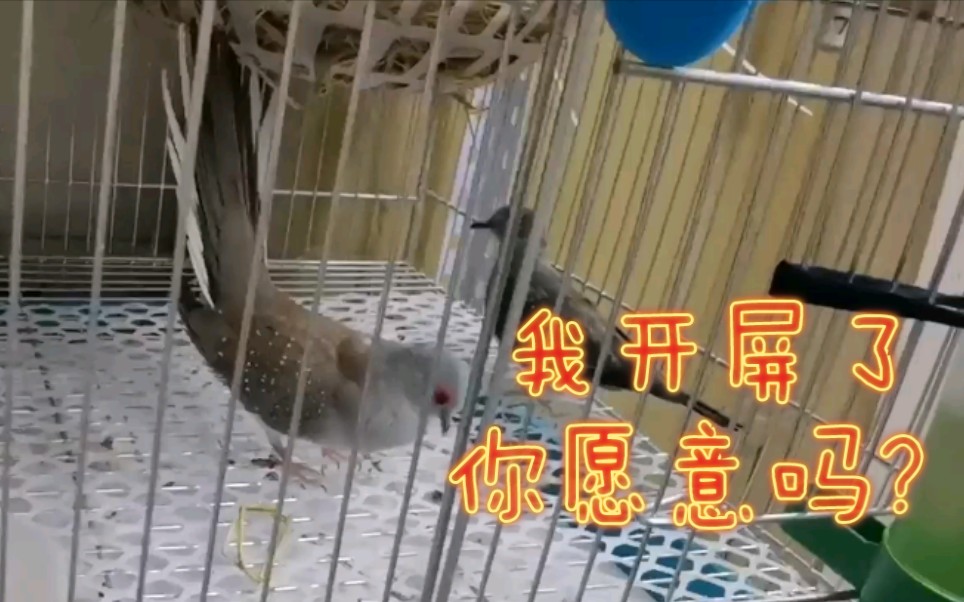 雪鸽开屏花式求偶却惨遭拒绝用尽十八般武艺的它何时会抱得母鸟归