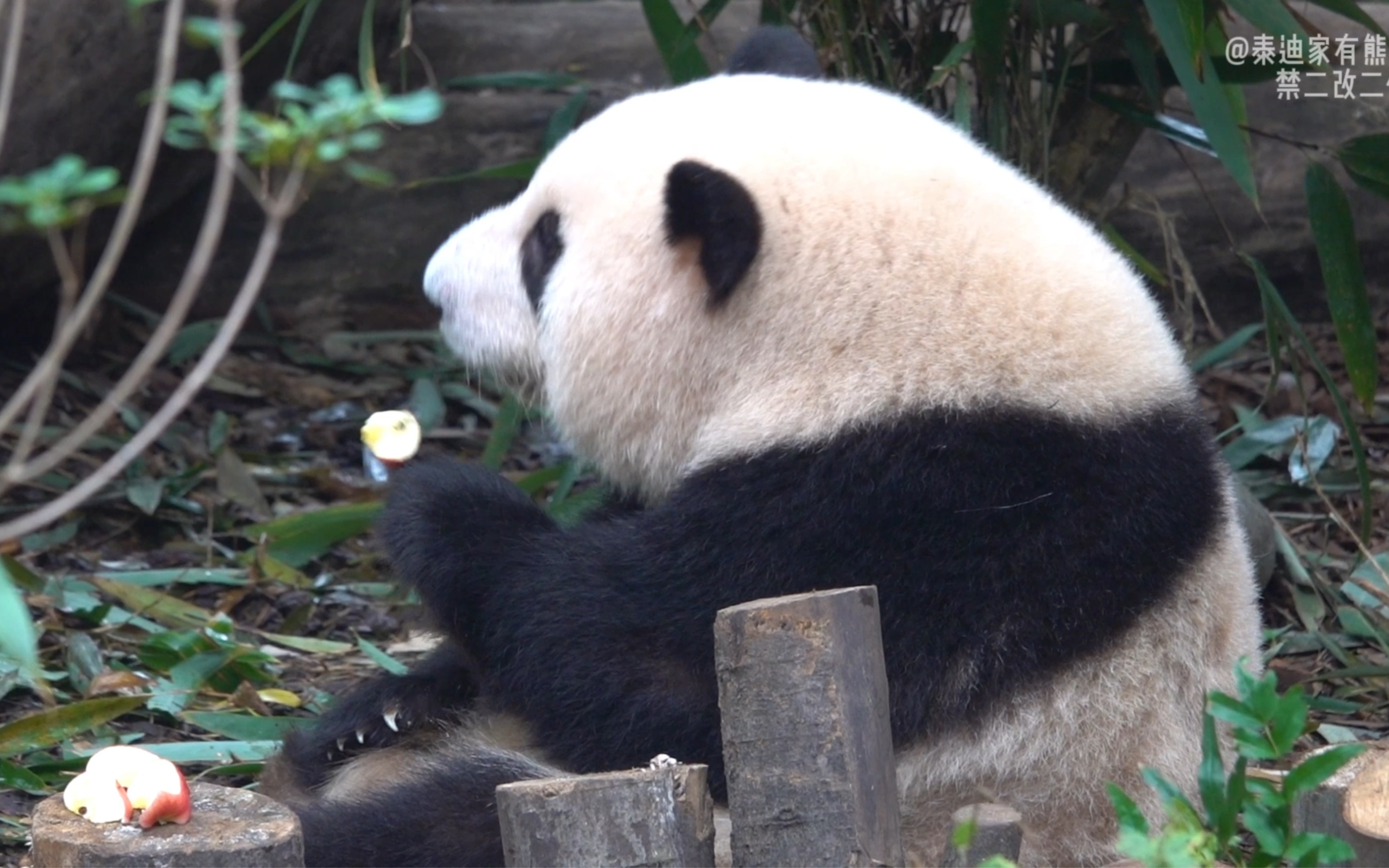 [图]10.31谭爷爷给花花摆了好多果果，花花吃的正香突然果果跑了😂赶紧追～