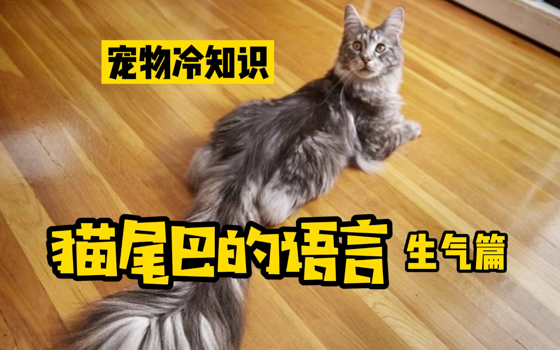 [图]猫咪冷知识：猫咪的尾巴会说话？