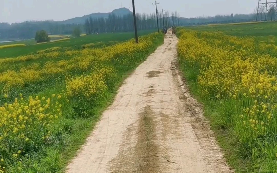 春天乡间小路真实图片图片