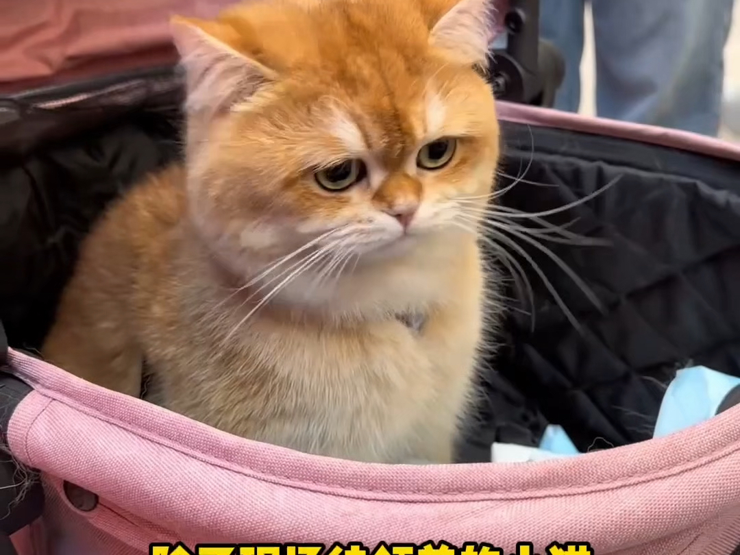 猫德学院上海领养活动，小猫们都找到了家