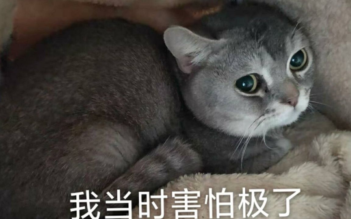 ez:我当时害怕极了_哔哩哔哩_bilibili