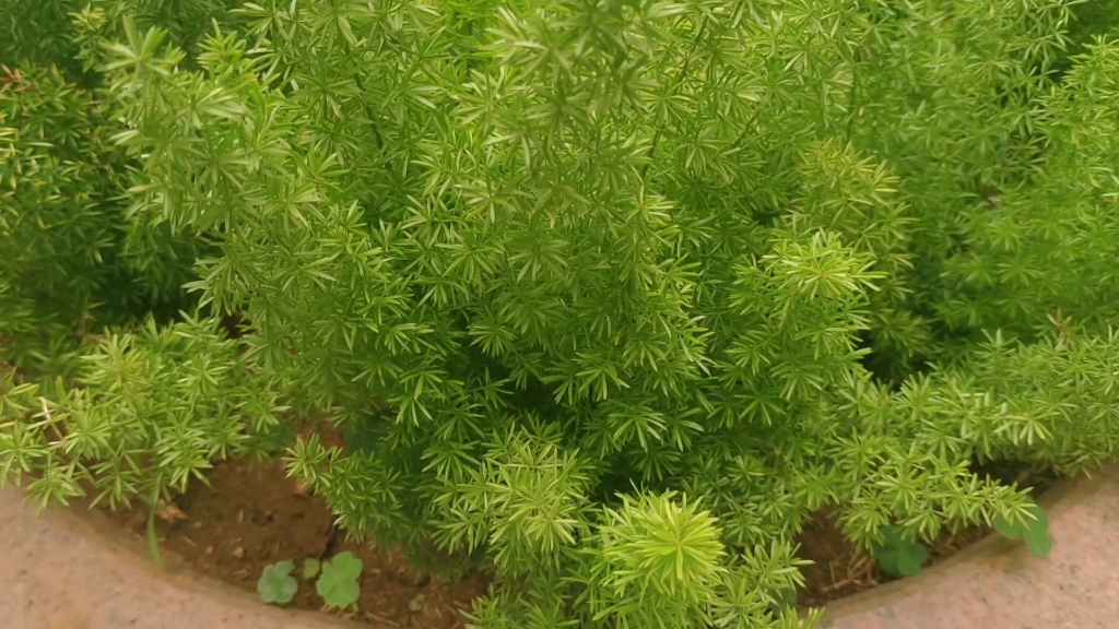 植物√狐尾天门冬