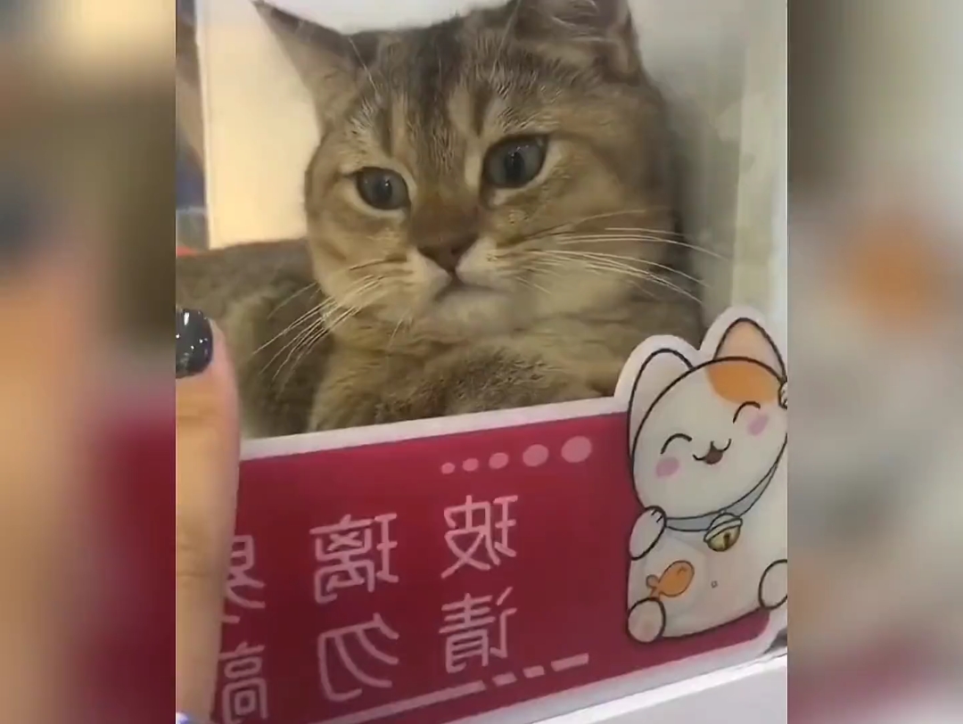 [图]"超萌小猫咪：听话到让人无法拒绝！"