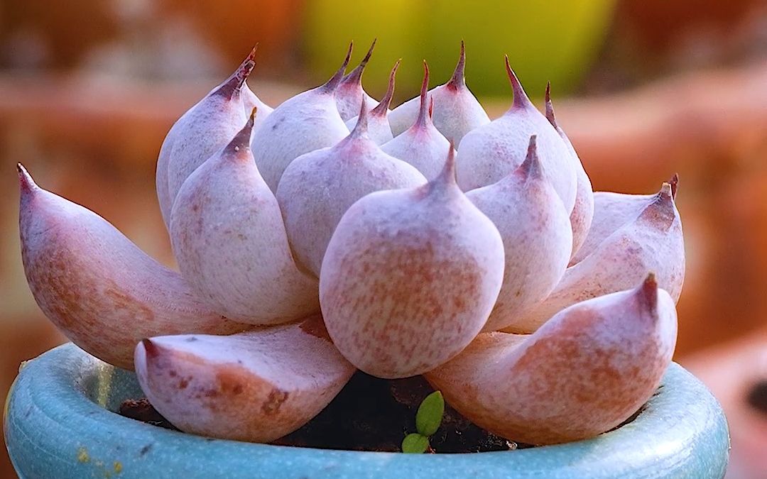 黑爪 echeveria cuspidata