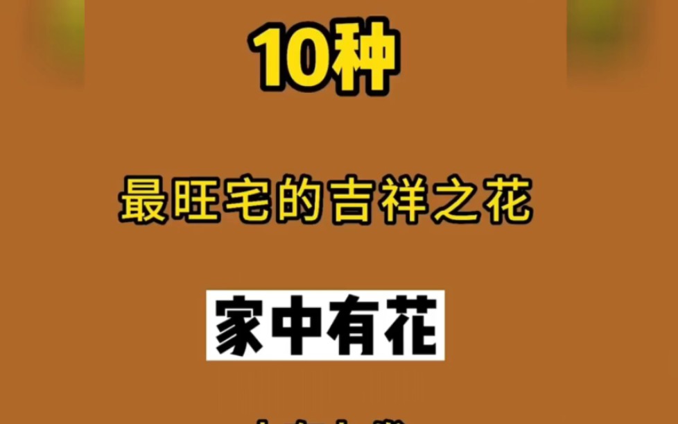 十种最旺宅的吉祥绿植,家中有花,富贵自然来哔哩哔哩bilibili