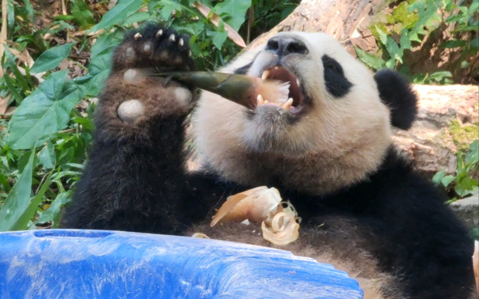 大熊猫隆仔图片