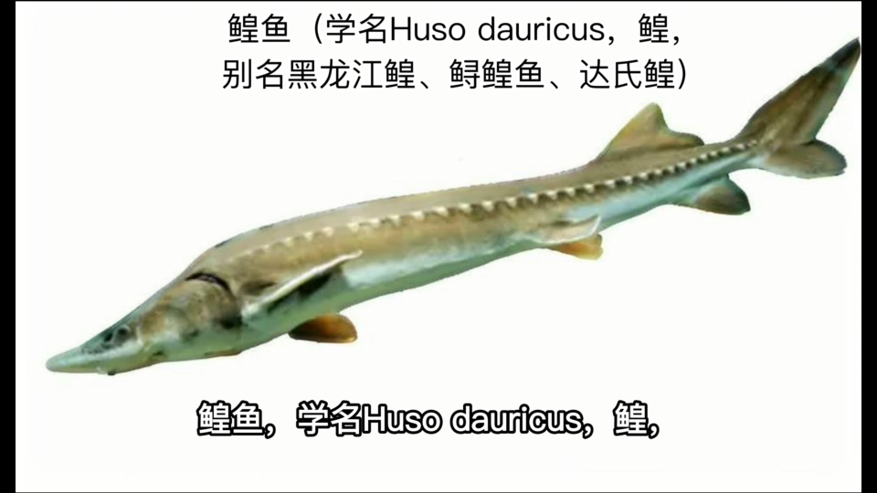 每天认识一种鱼