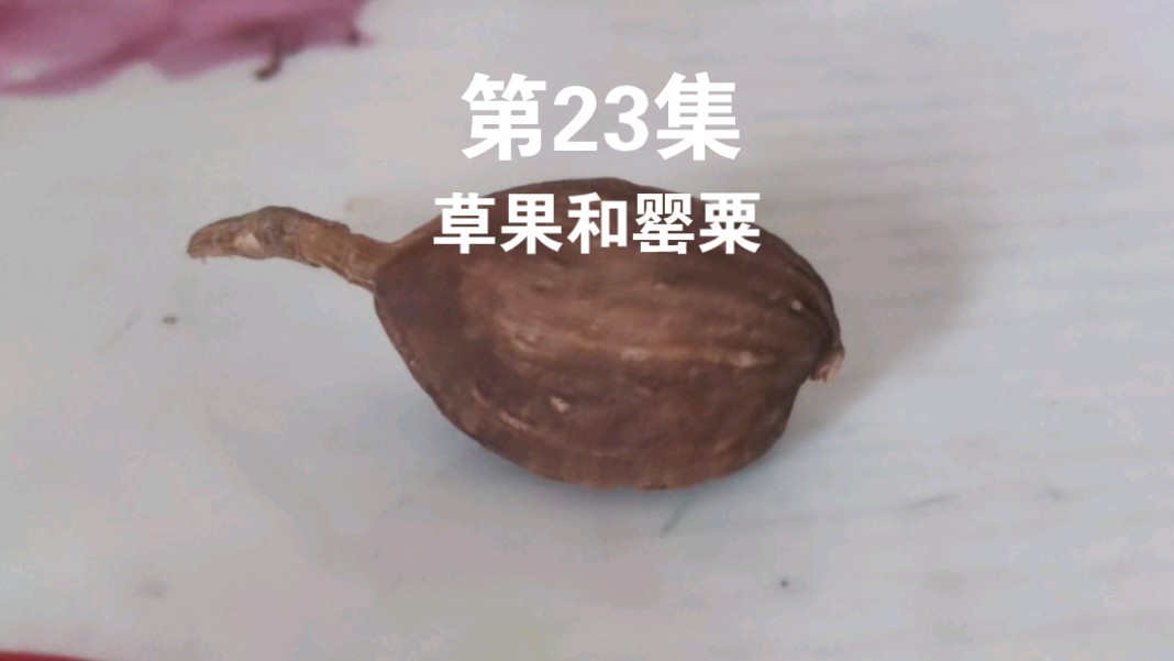 BE23:草果和罂粟的区别(注意,私藏罂粟是违法行为,因此本视频的罂粟只能节选于网图)哔哩哔哩bilibili