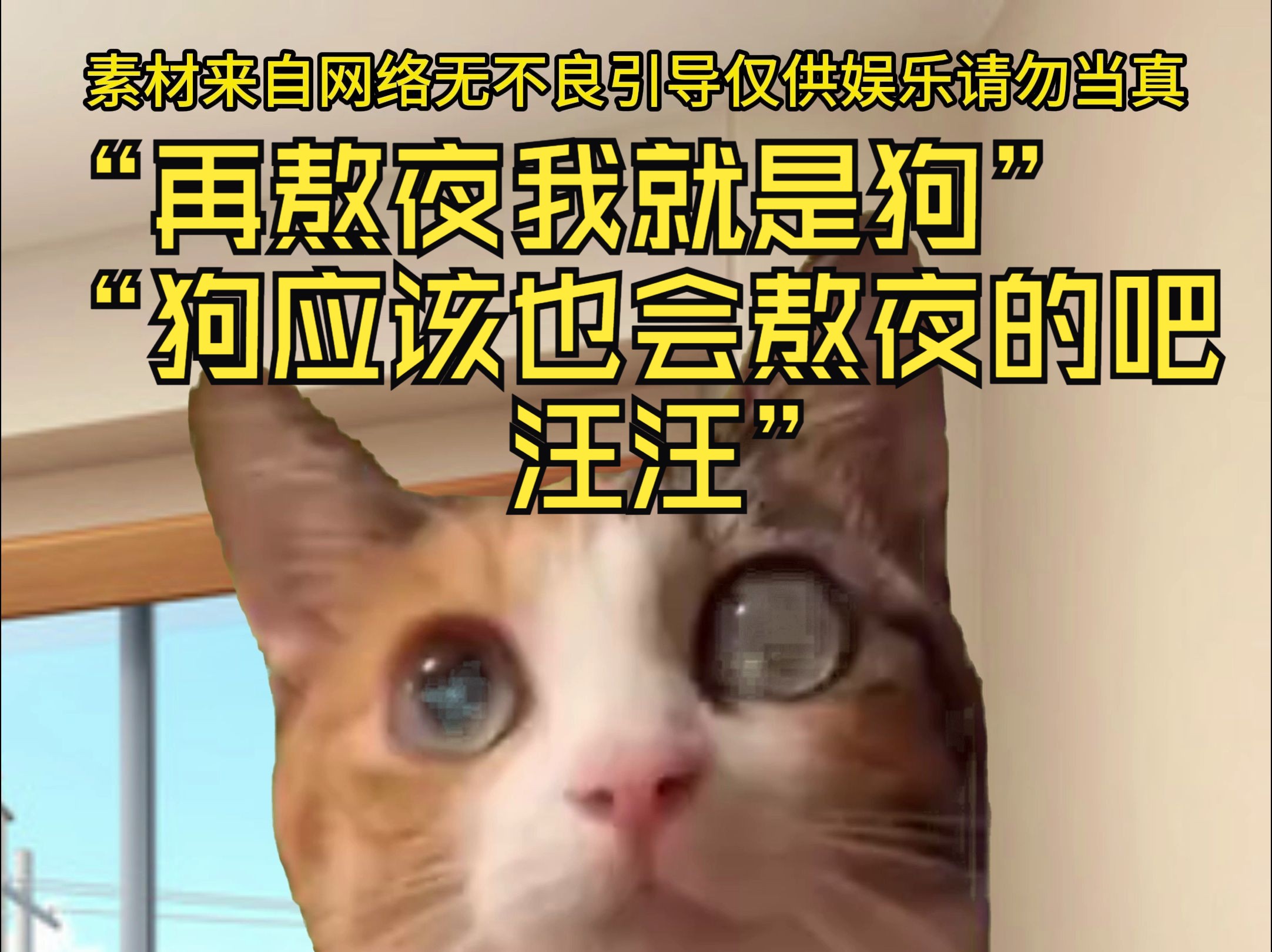 【猫meme动画】"再熬夜我就是狗""狗应该也会熬夜的吧,汪汪"
