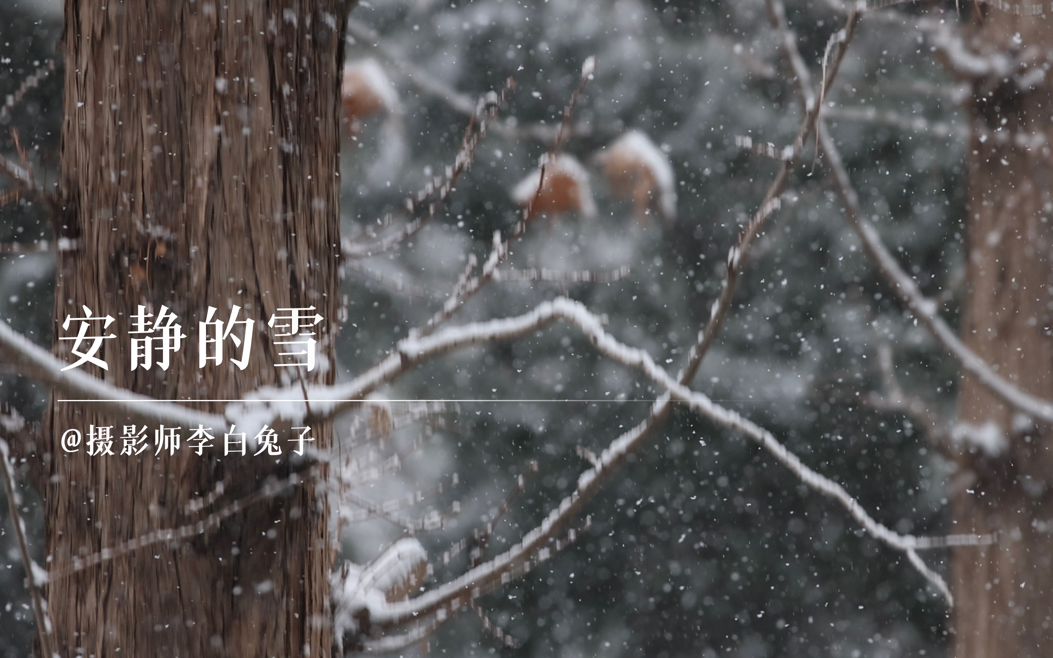 [图]【安静的雪】4K 120P下北京初春的大雪