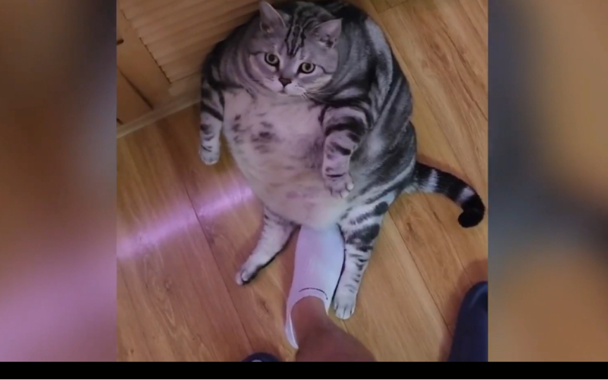 那些胖成煤气罐的猫狗