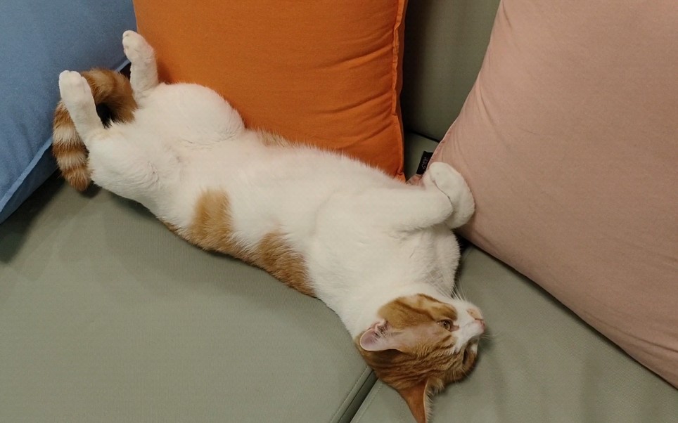 我家猫咪最爱的睡觉姿势躺着睡