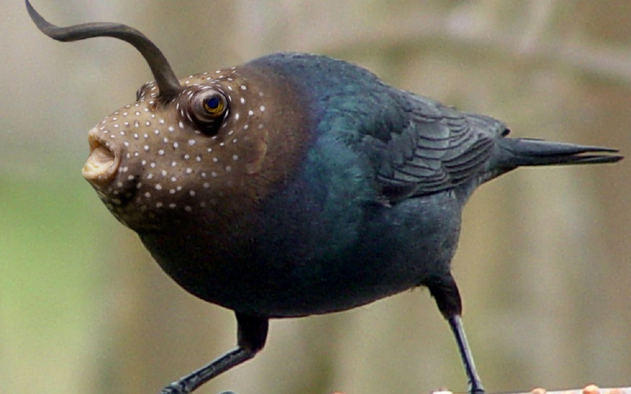 全球最怪异的动物佛山无影脚来自于它不可思议