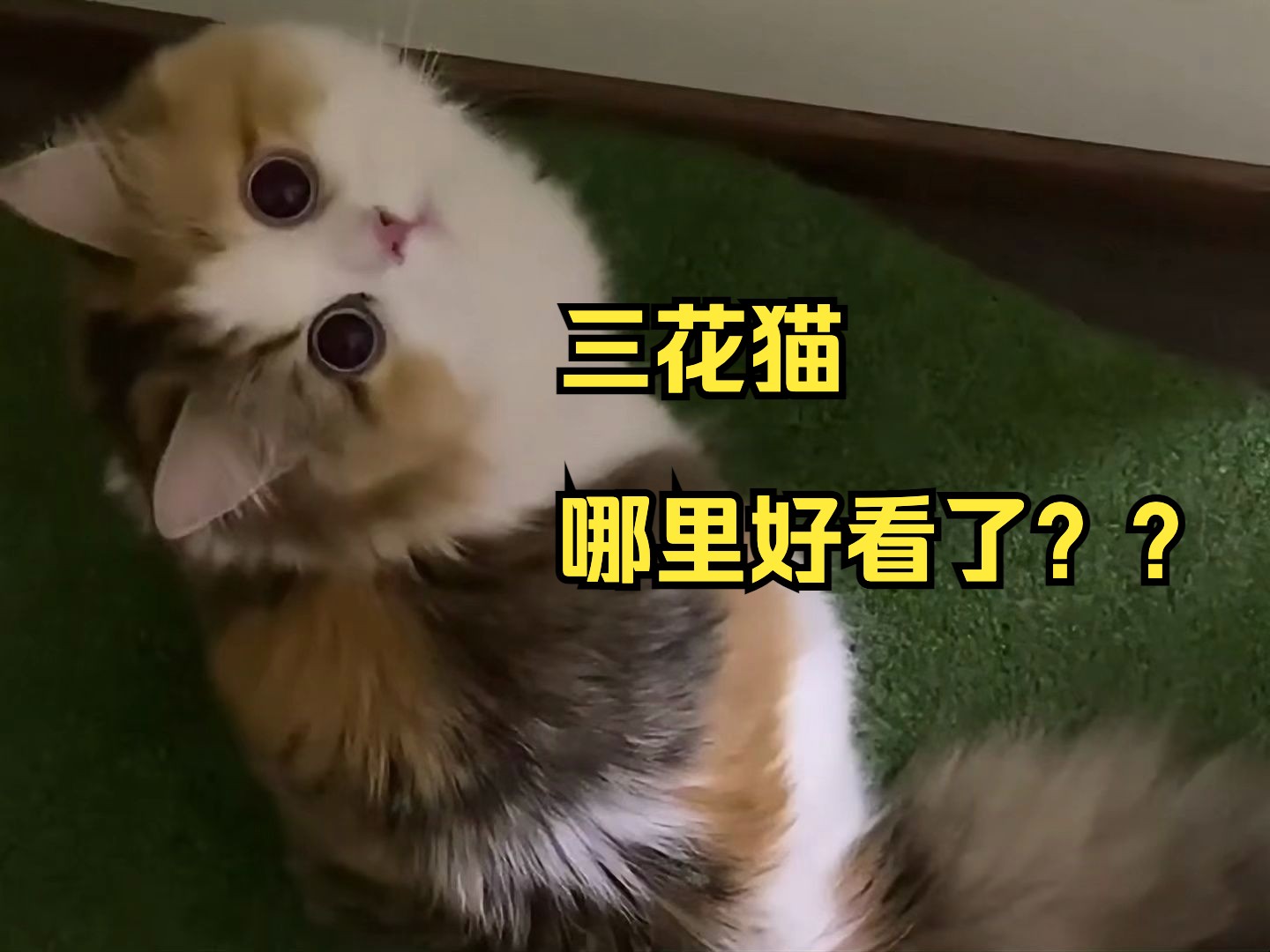 为什么说「三花猫」是猫界“刘亦菲”大美女❓哔哩哔哩bilibili