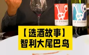 下载视频: 选酒故事：智利大尾巴鸟