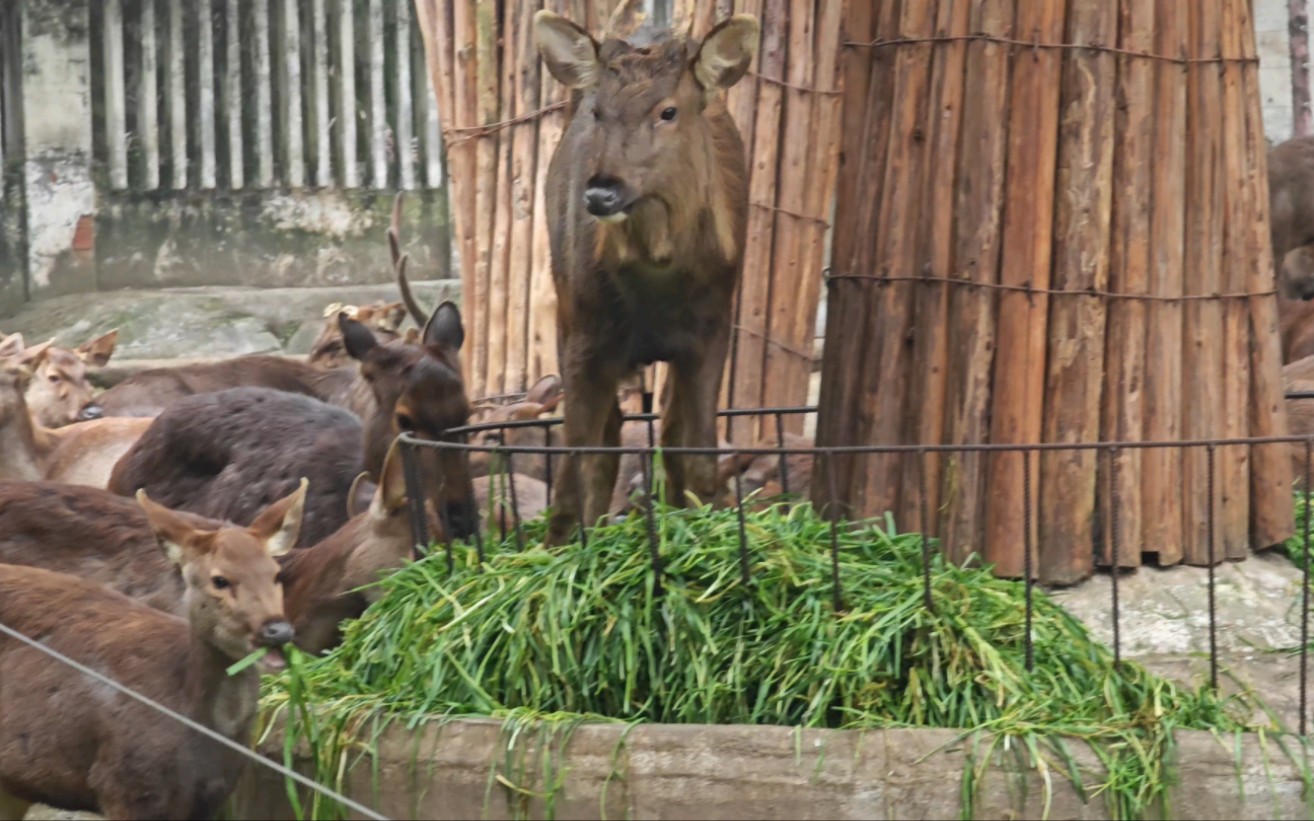 重庆动物园·马鹿