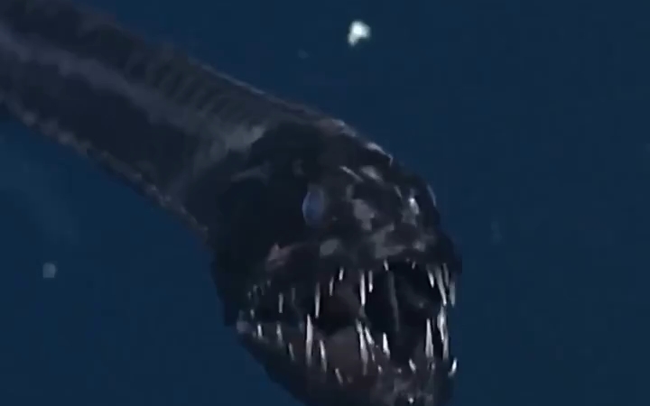 大西洋奇棘鱼(idiacanthus atlanticus)/黑龙鱼(black dragonfish)