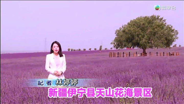 【TVB翡翠台】六点半新闻:新疆伊宁县天山花海景区 林婷婷报道哔哩哔哩bilibili