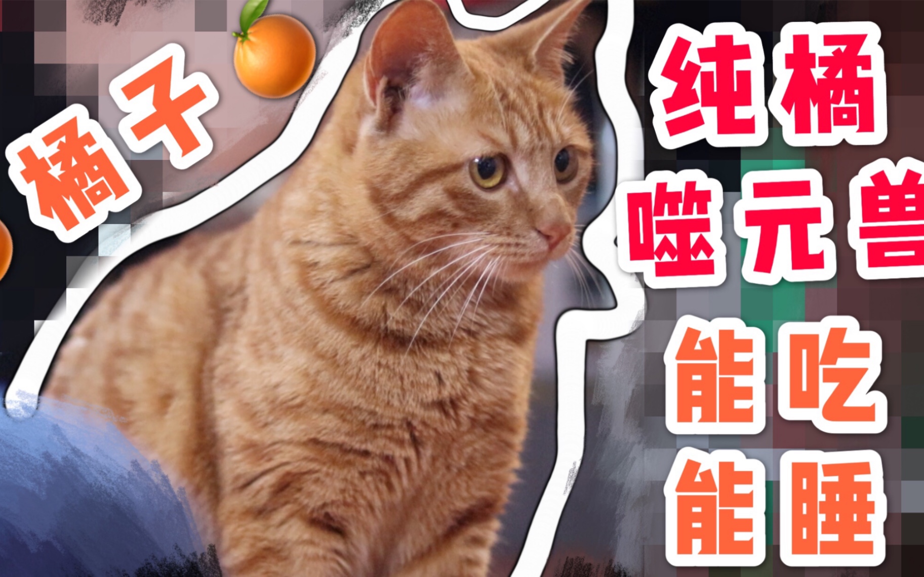 【宿舍养宠】噬元兽-橘子!这只橘猫粘人能吃能睡还会说话~ 喜欢