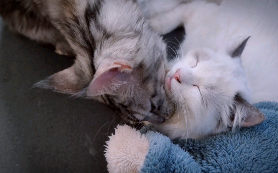 【帅ki和肥la】霸总姐姐和奶猫弟弟的近距离猫片!