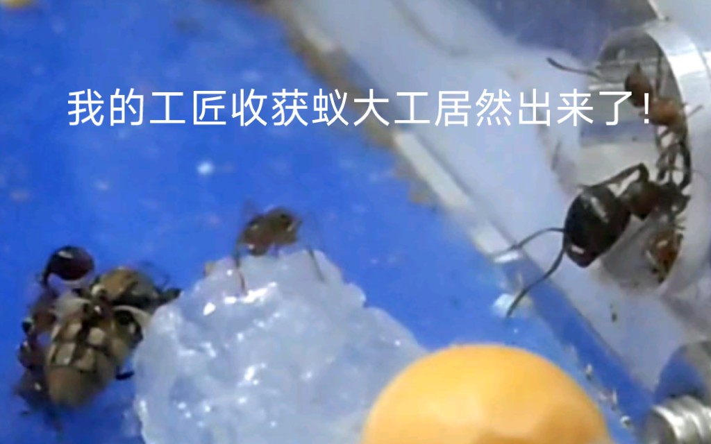 工匠收获蚁大战苍蝇三百回合.我的工匠收获蚁大工居然出来捕食了!