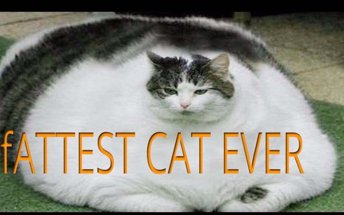 【最胖的猫】【世界前五】