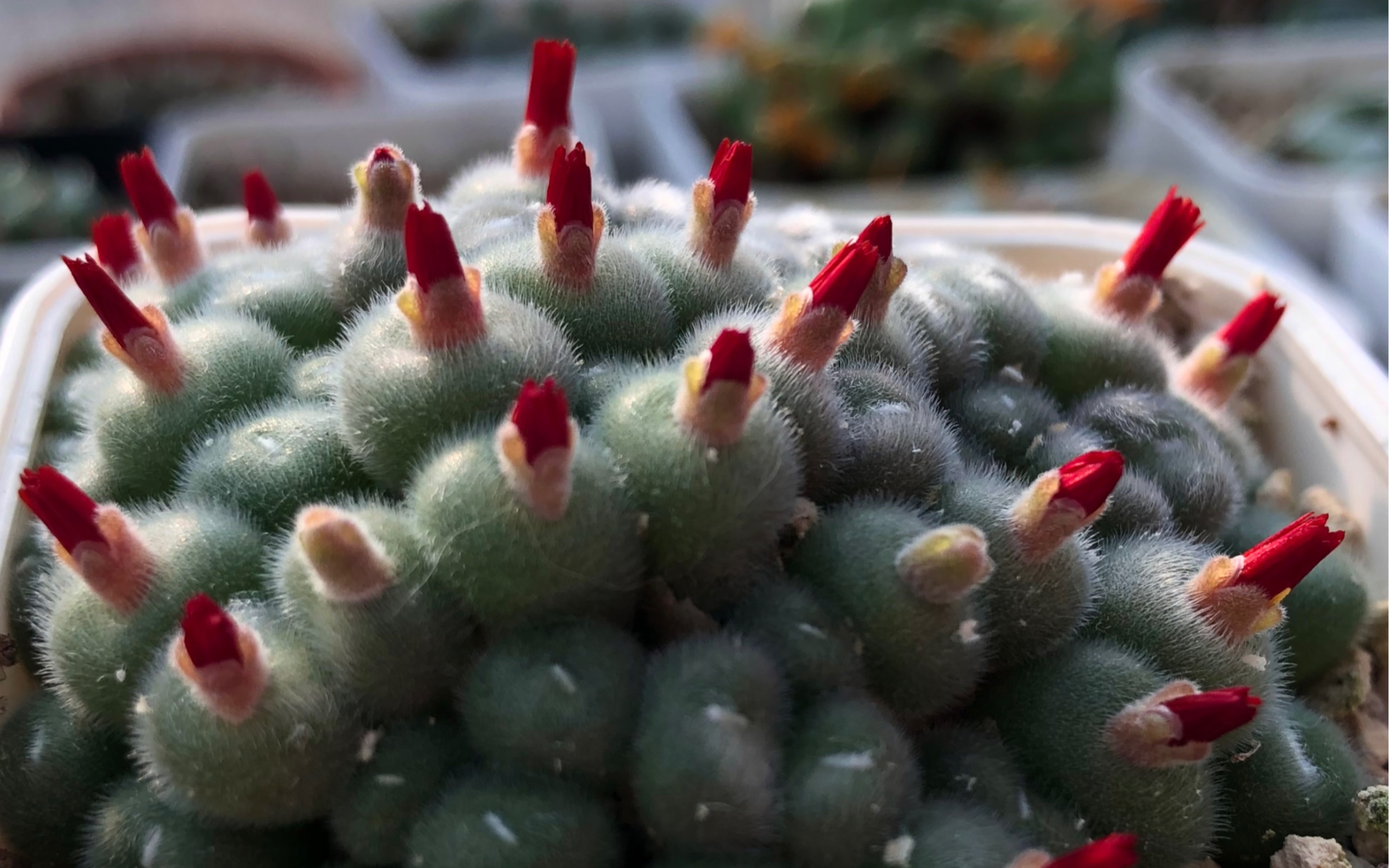 多肉植物 肉锥花 一盆11岁的毛球开花记录