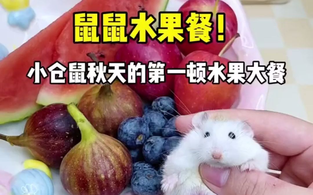 小仓鼠秋天的第一顿水果大餐!