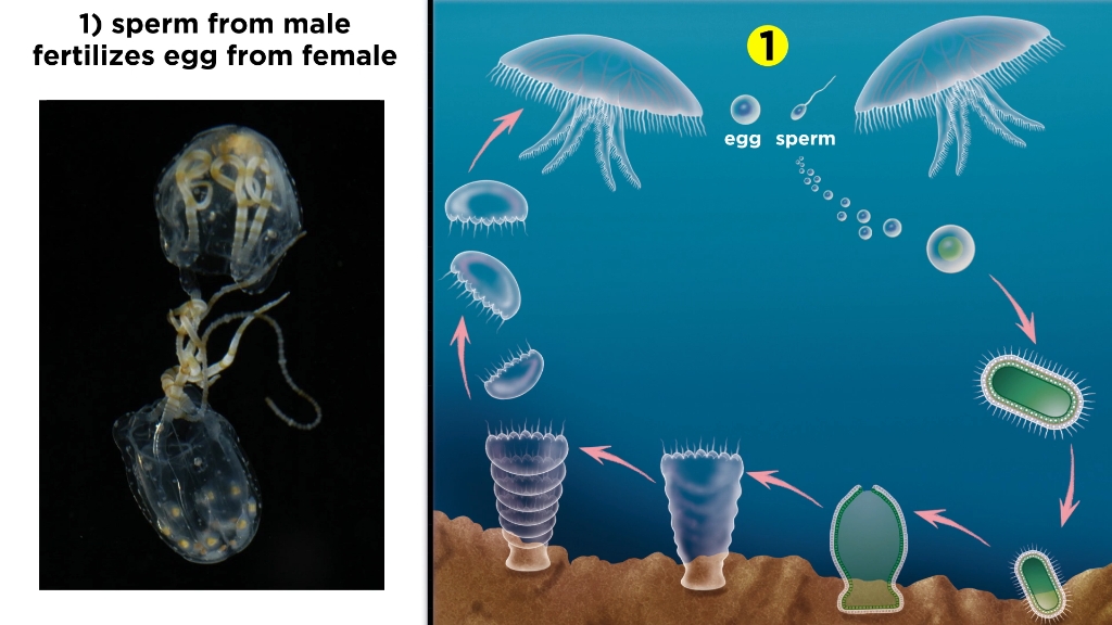 刺胞动物门第三部分:水母纲和十字水母纲phylum cnidaria